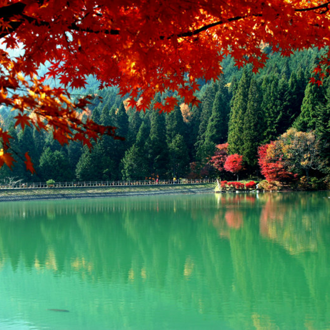Fall-in-Japan
