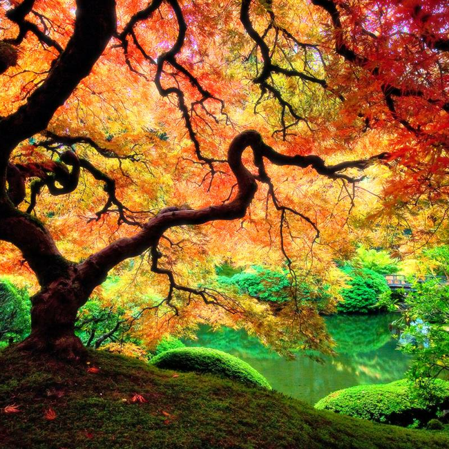 japanese-garden-in-autumn