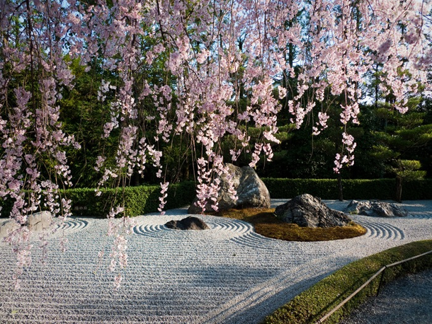 sakura09cherryblossoms11MyousinjitempleKyoto